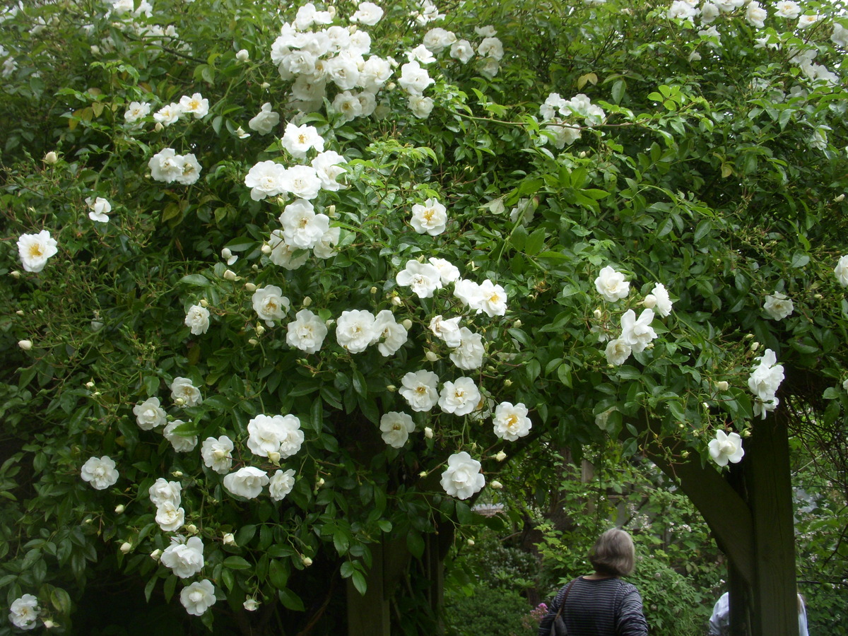 HTAG gardens 2015 004 